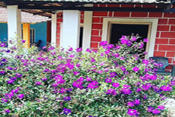 Chiguru Homestay